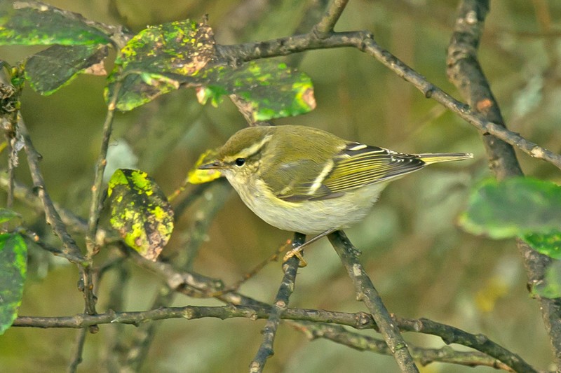 Yellow-browed Warbler