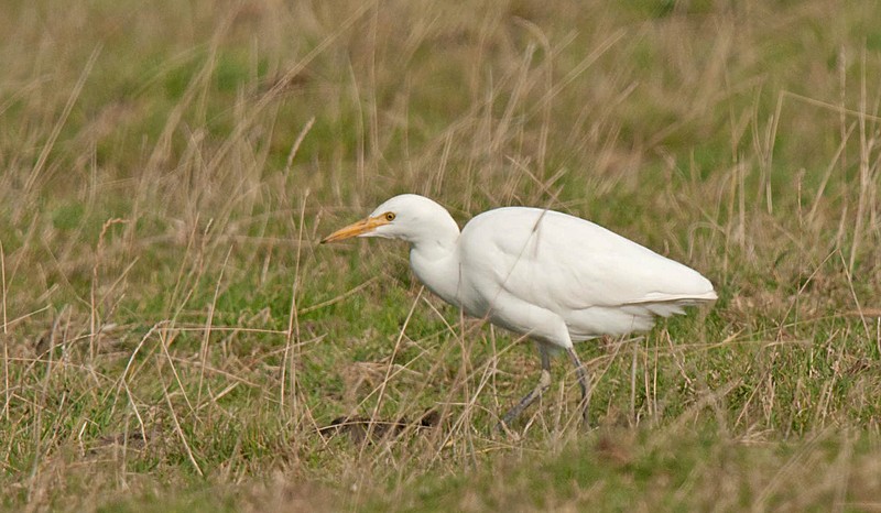 Cattle Egret