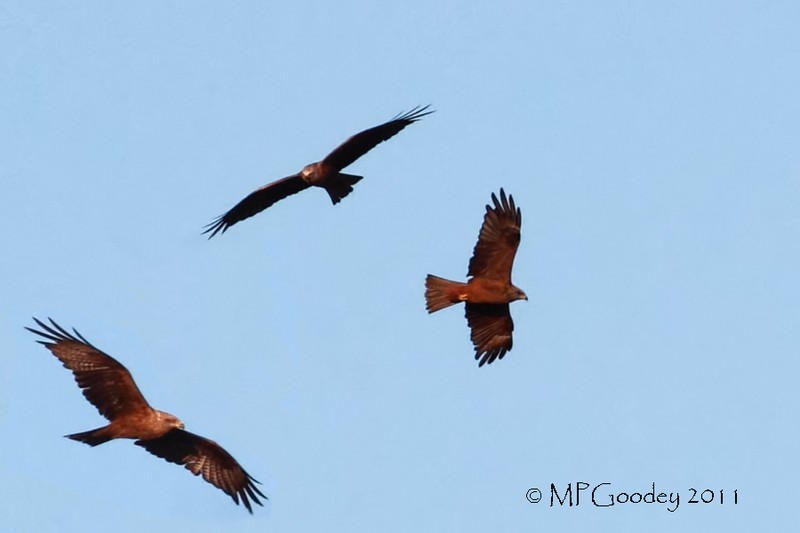 Black Kite