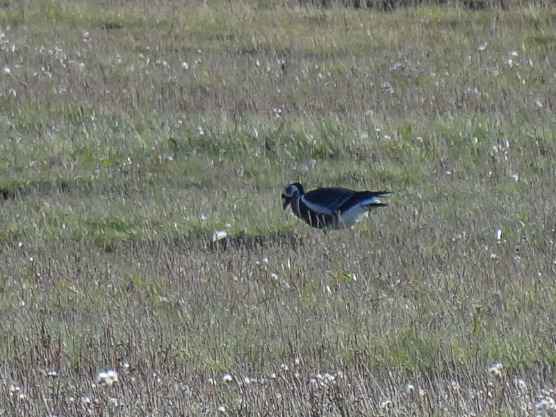 Red-breasted Goose