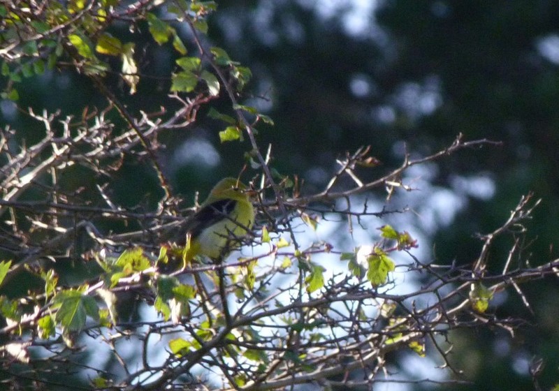 Scarlet Tanager