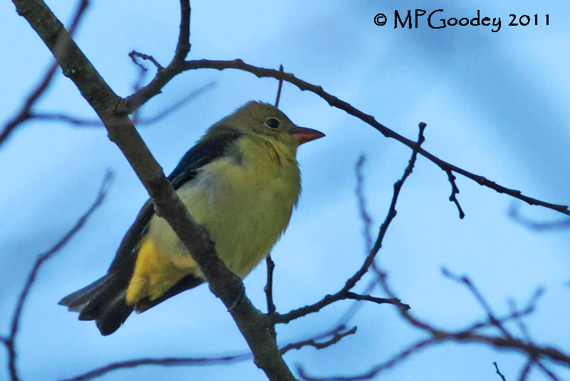 Scarlet Tanager