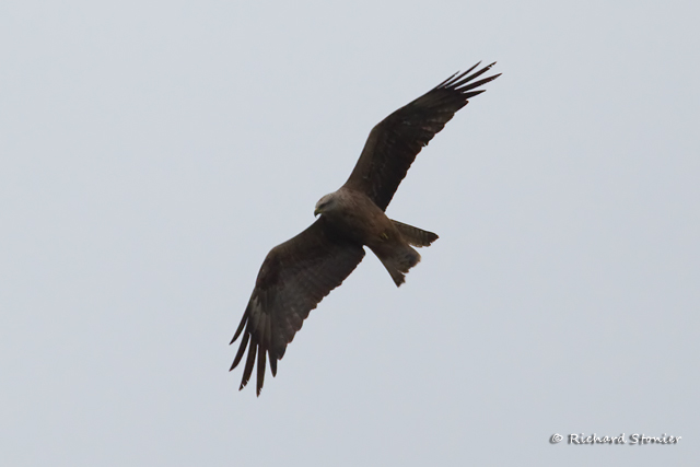Black Kite