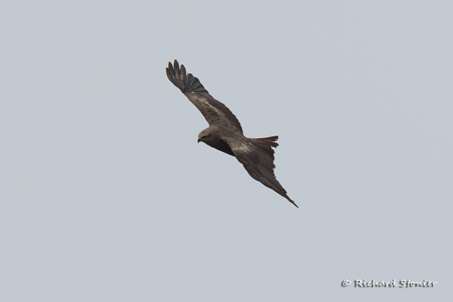 Black Kite