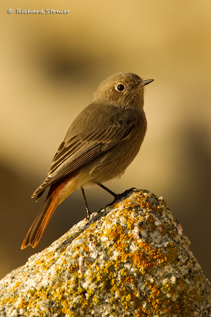 Black Redstart