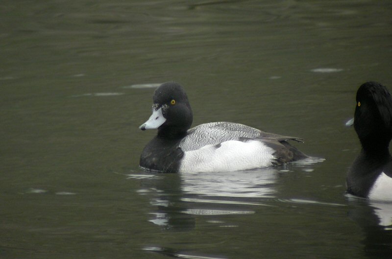 Lesser Scaup