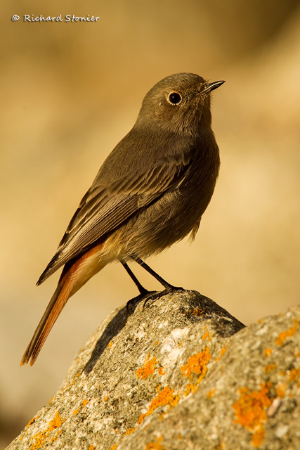 Black Redstart