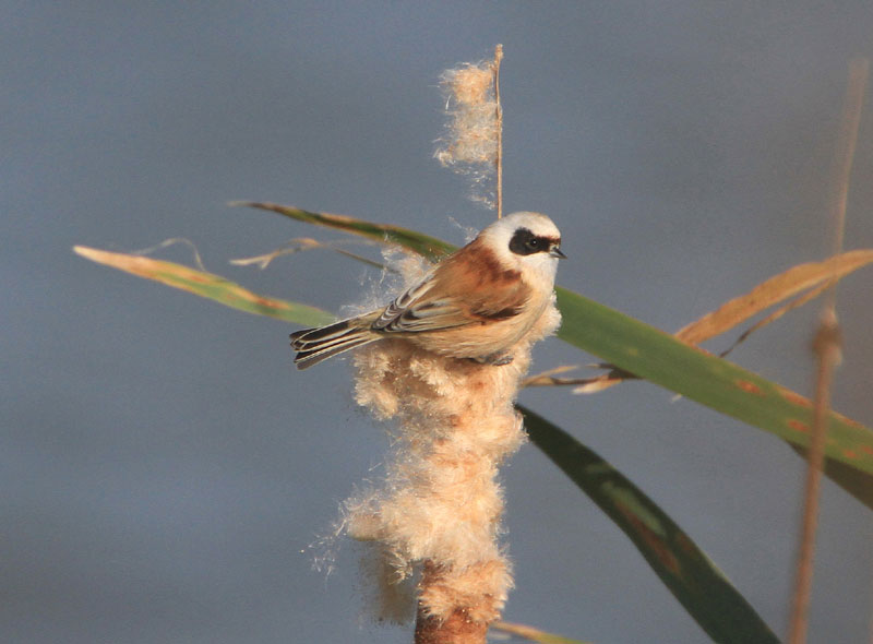 Penduline Tit