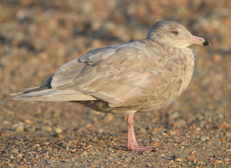 Glaucous Gull