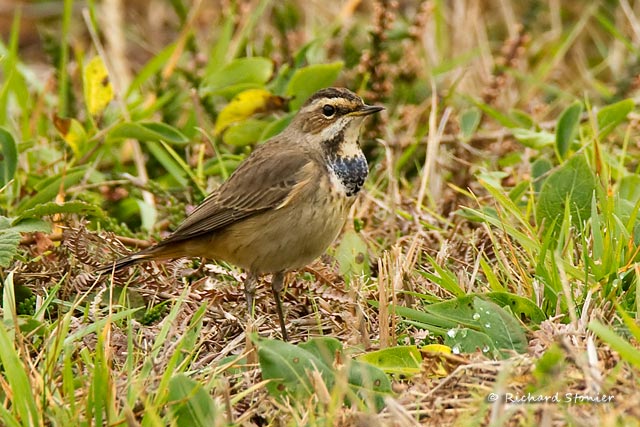 Bluethroat