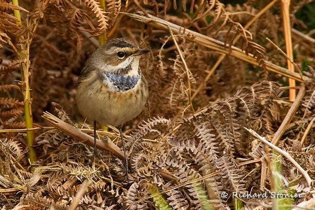 Bluethroat
