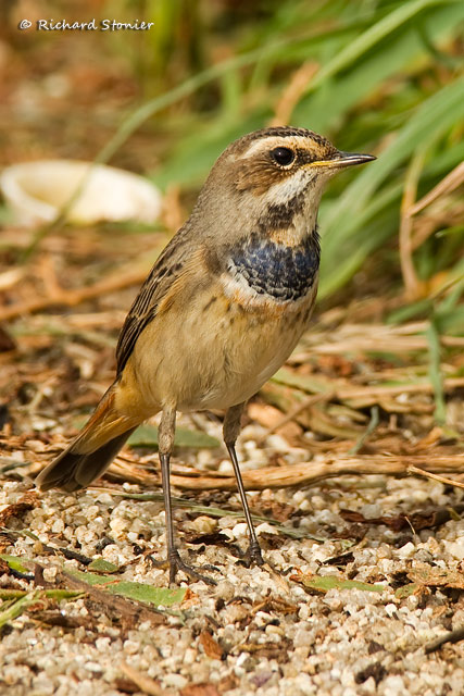 Bluethroat