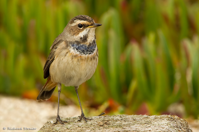 Bluethroat