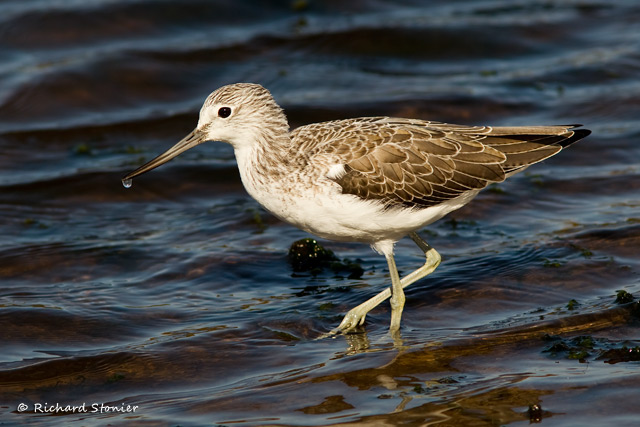 Greenshank