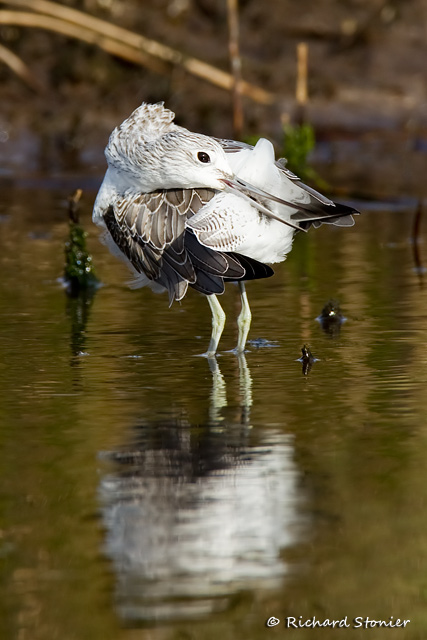 Greenshank