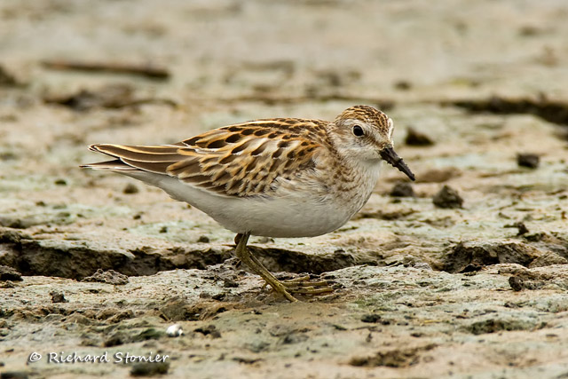 Least Sandpiper