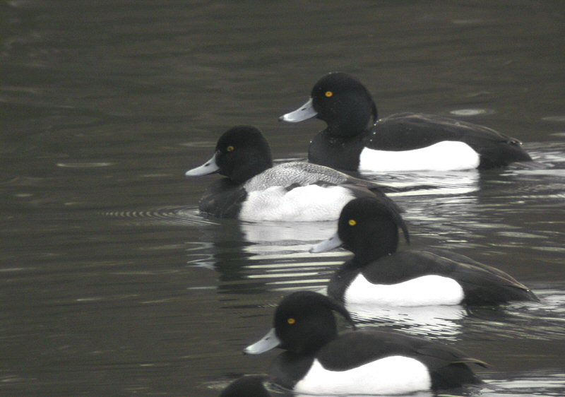 Lesser Scaup