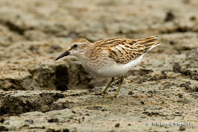 Least Sandpiper