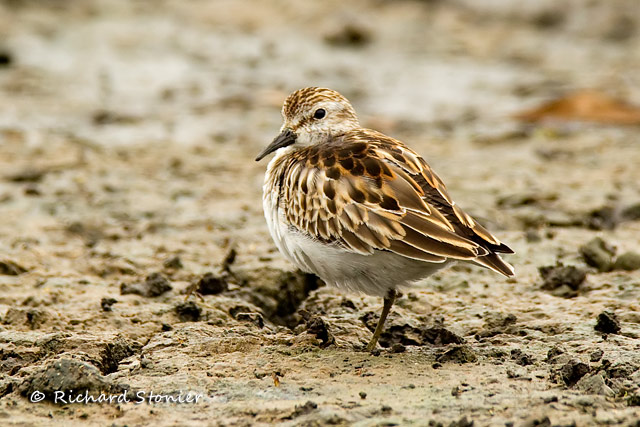 Least Sandpiper