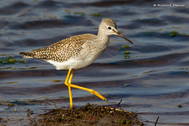 Lesser Yellowlegs