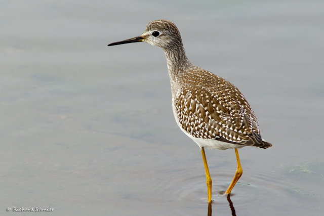 Lesser Yellowlegs