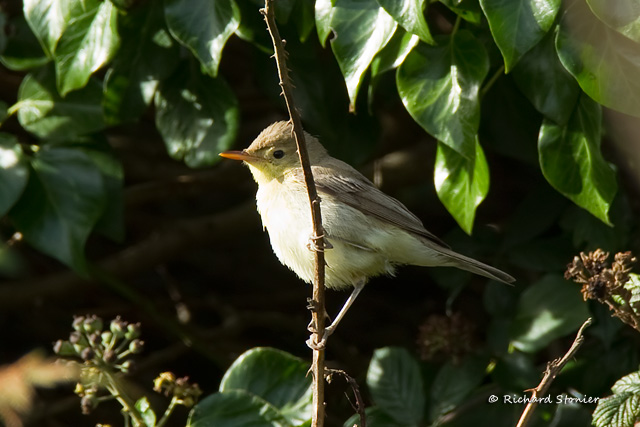 Melodious Warbler