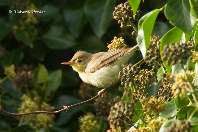 Melodious Warbler