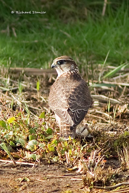 Merlin
