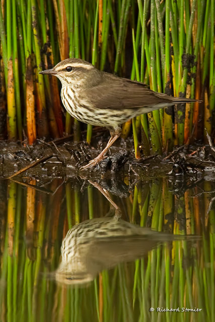 Northern Waterthrush