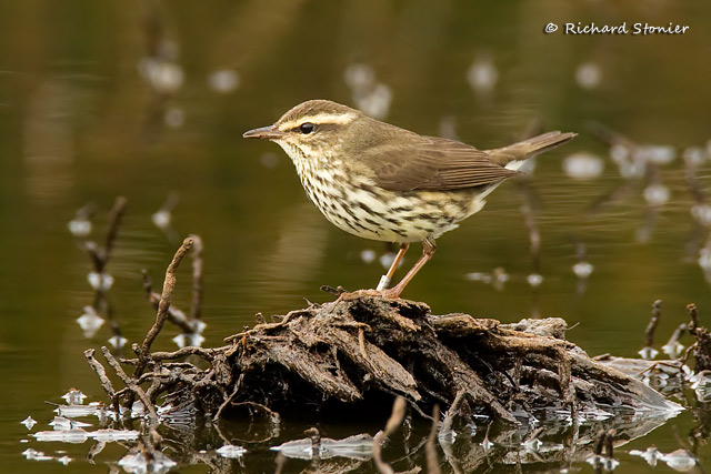 Northern Waterthrush