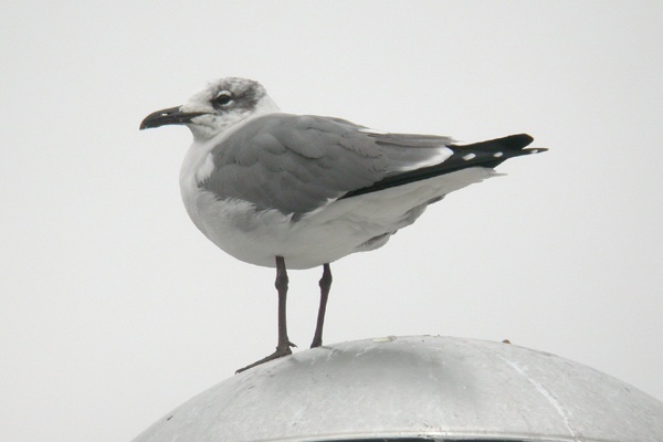 Laughing Gull