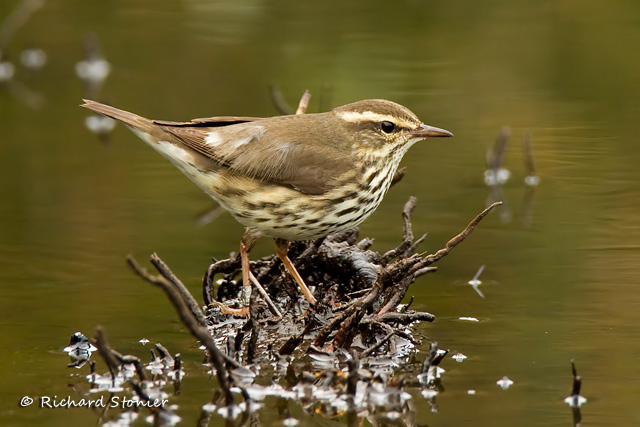 Northern Waterthrush