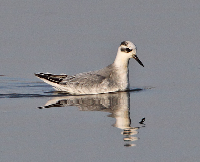 Grey Phalarope