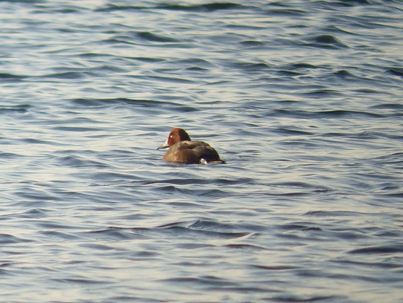 Ferruginous Duck