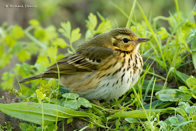 Olive-backed Pipit