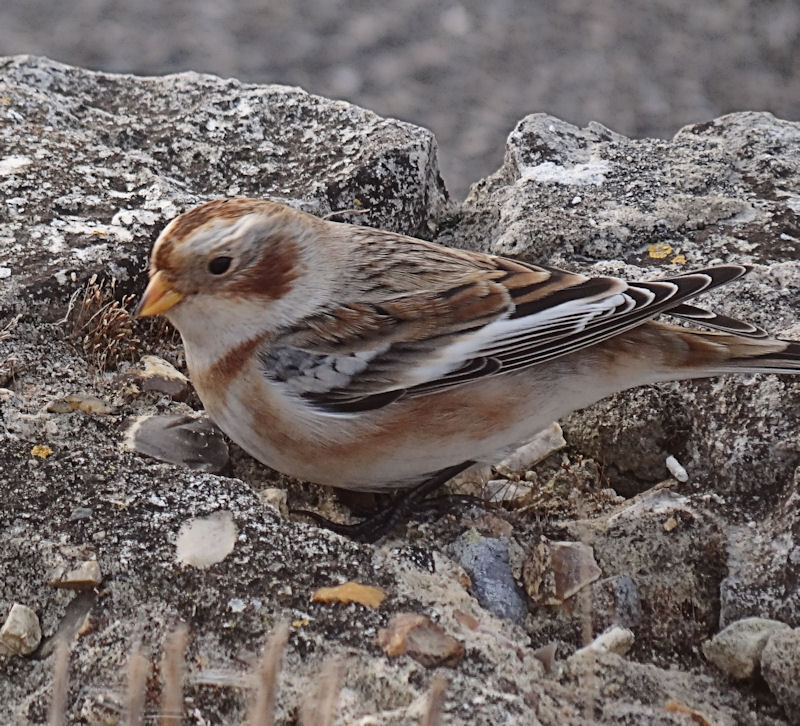 Snow Bunting