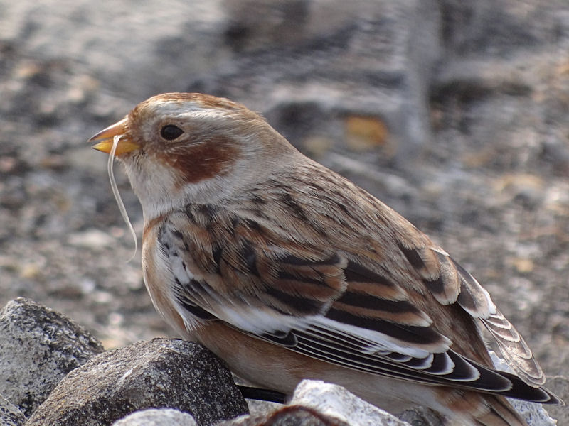 Snow Bunting