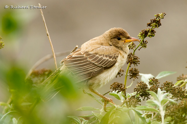 Rose-coloured Starling