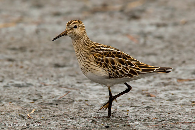 Pectoral Sandpiper