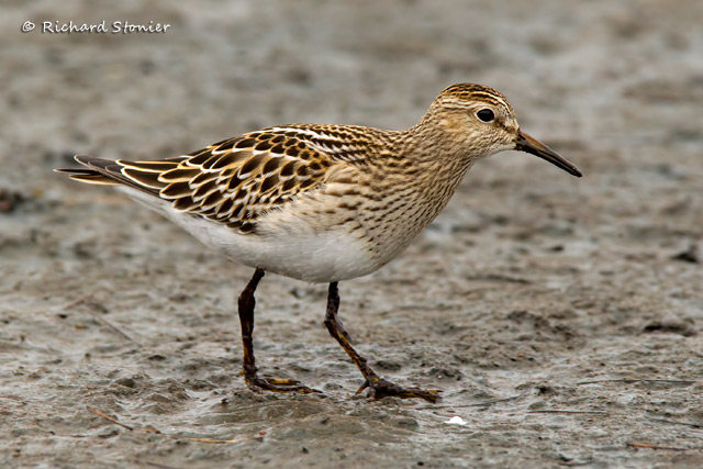 Pectoral Sandpiper