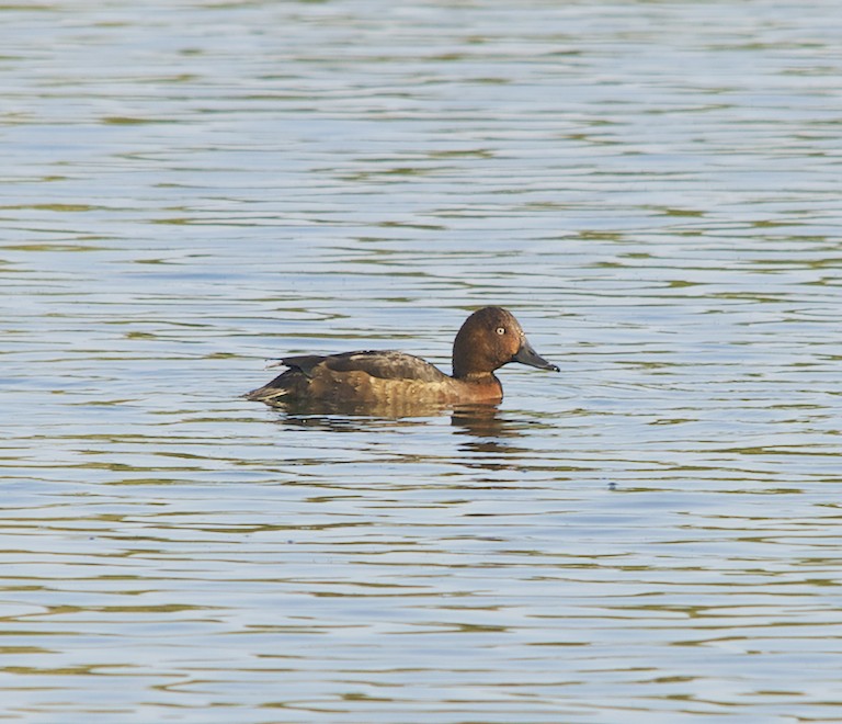 Ferruginous Duck