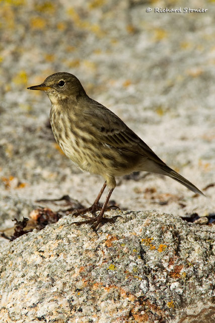 Rock Pipit
