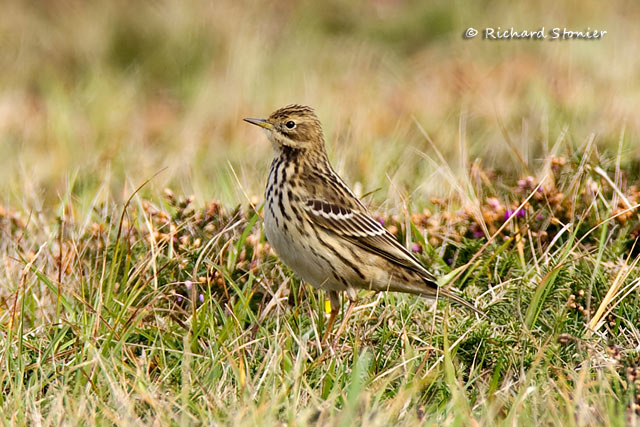 Red-throated Pipit