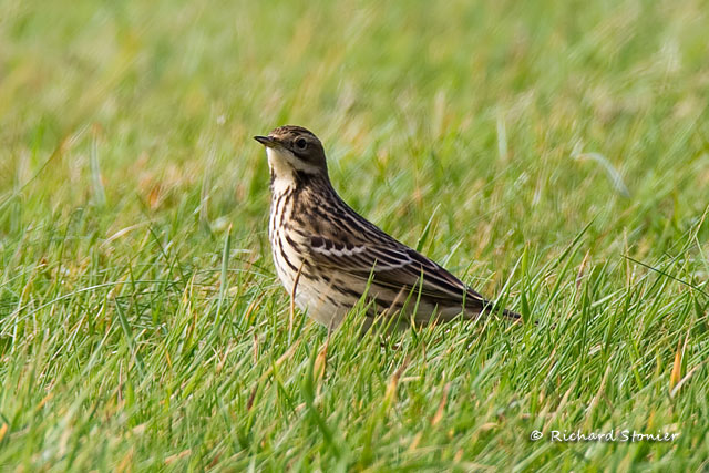 Red-throated Pipit