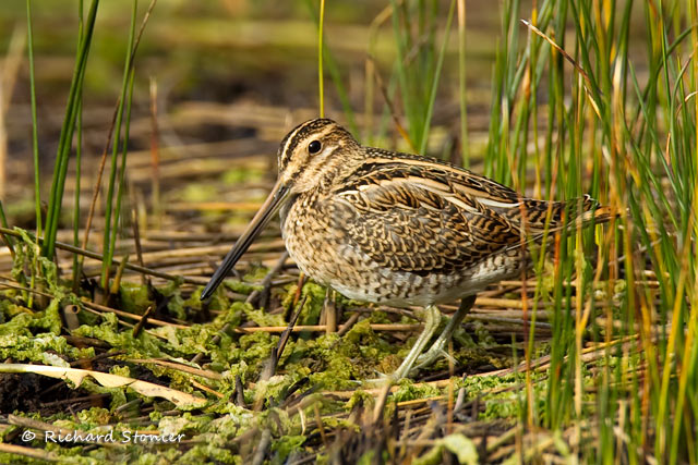 Snipe
