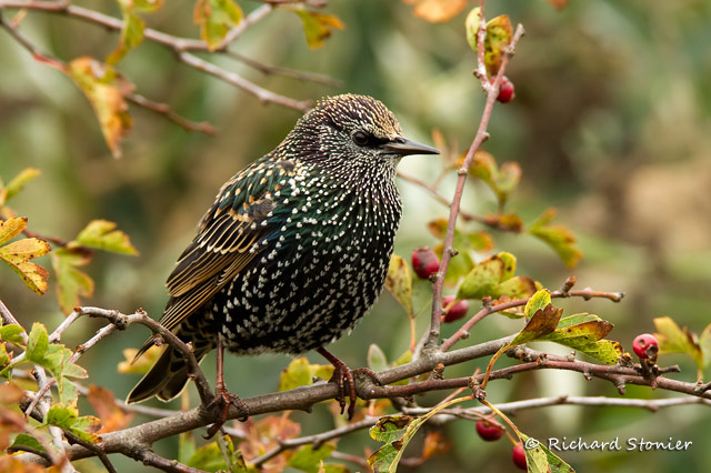 Starling