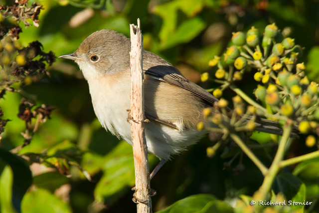 Subalpine Warbler