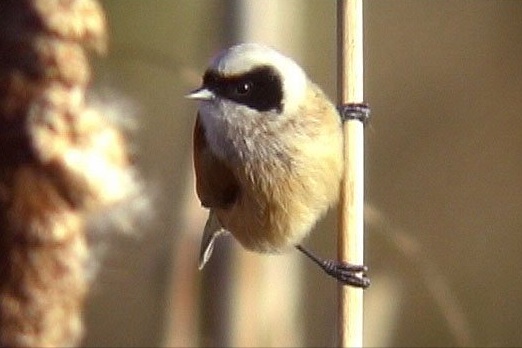 Penduline Tit