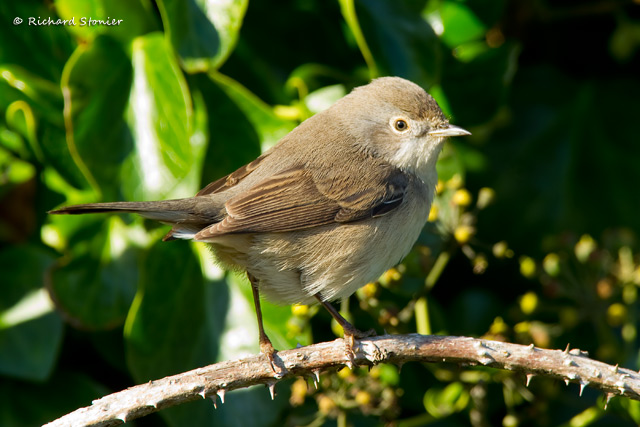 Subalpine Warbler