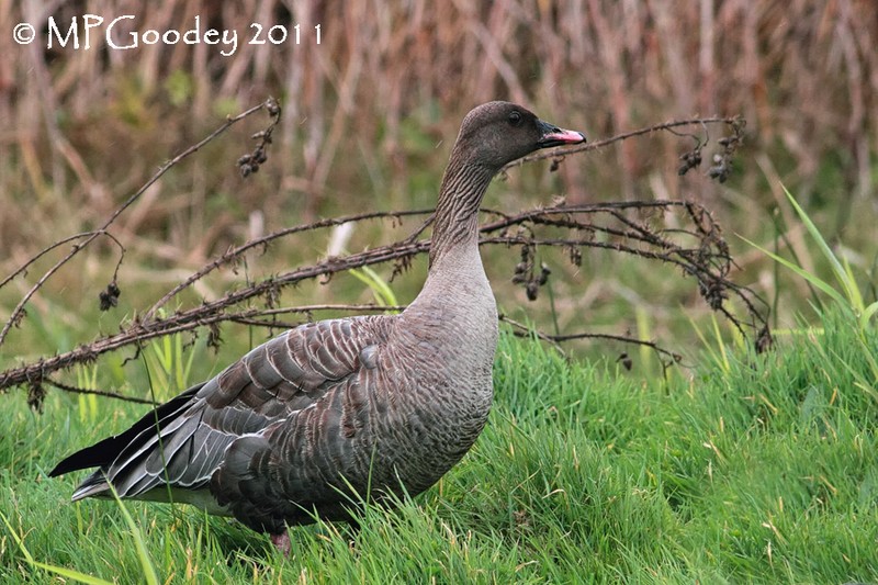 Pink-footed Goose